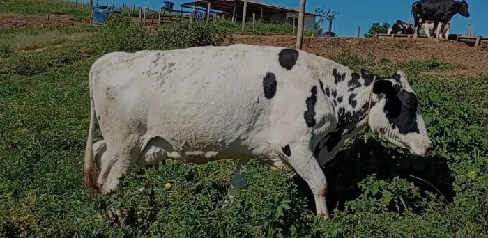 Vendo 3 vacas de leite 