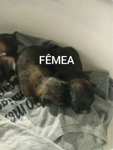Filhotes a venda