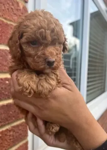 Poodle,Poodle Filhote Muito Amoroso e Dócil
