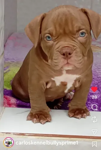 American bully filhotes 