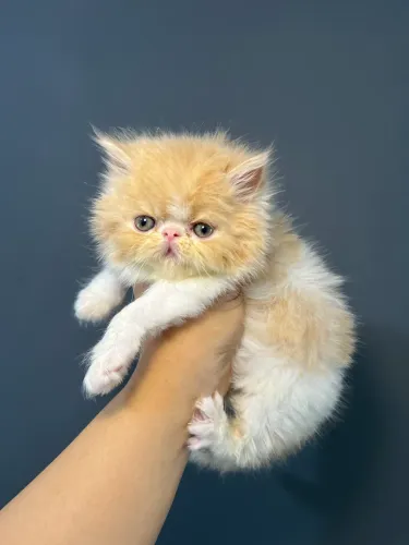 Gato Persa Macho Disponível Para Reserva 