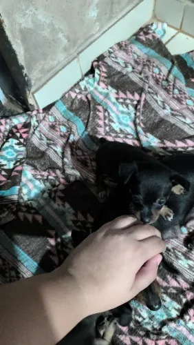 Pinscher número 1 macho