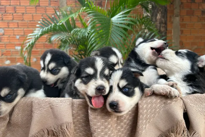 Filhotes de Husky siberiano
