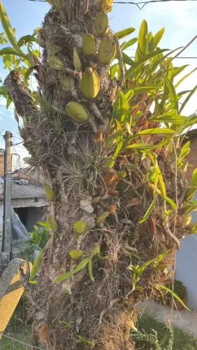 Orquídeas epífitas