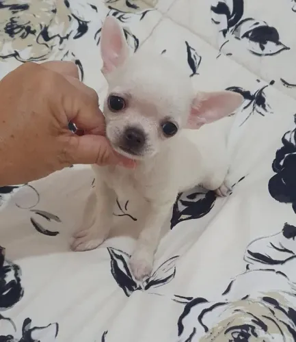 Filhotes de Chihuahua Minúsculos em Diversas Cores: Branco, Creme