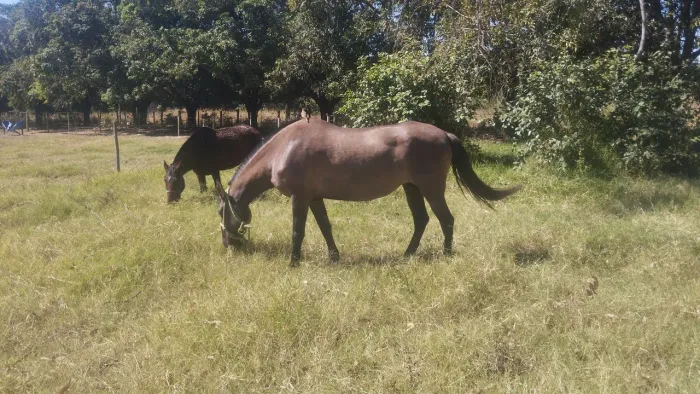 Égua Campolina registrada