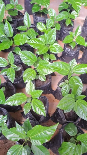 Mudas de Maracujá Sol do Cerrado