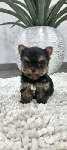 Yorkshire Terrir Micro e padrão a pronta entrega