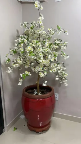 Plantas em Vasos Naturais