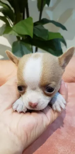 Chihuahua Minúsculos e de Várias Cores!
