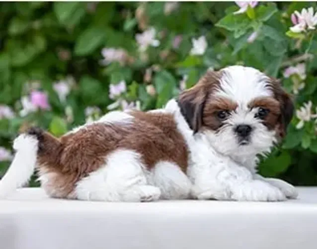 Shih-Tzu Macho Red: O Pequeno Aventureiro Que Vai Encantar Sua Vida!