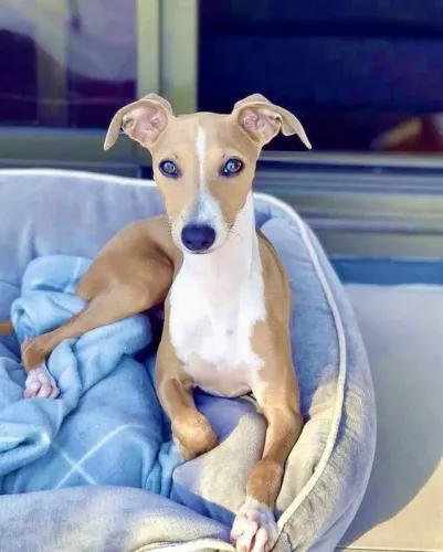Temos lindos filhotes de Whippet