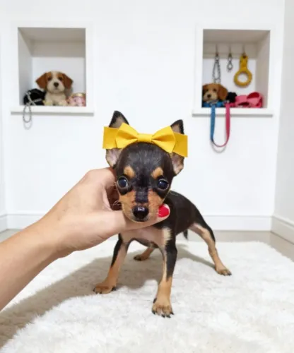 Filhotes de pinscher cheios de energia!