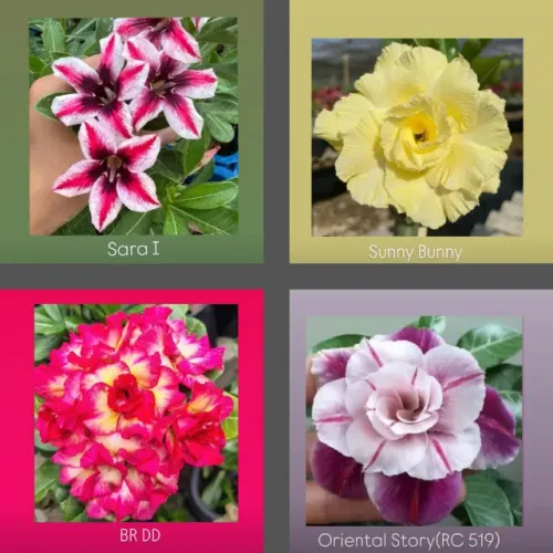 Rosas do Deserto (Enxertadas)