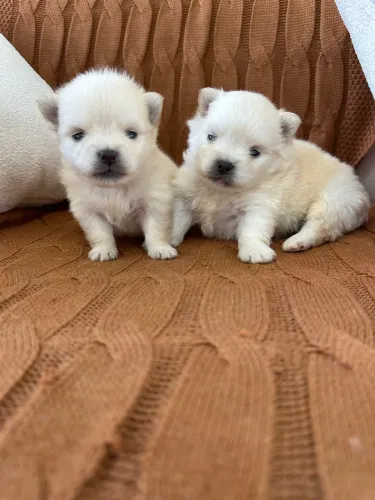 Spitz Machos com Pedigree