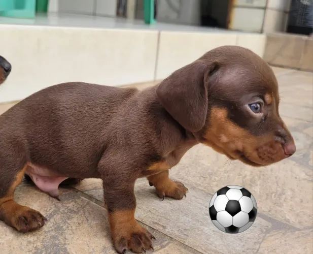 Venda filhotes de Dashund.