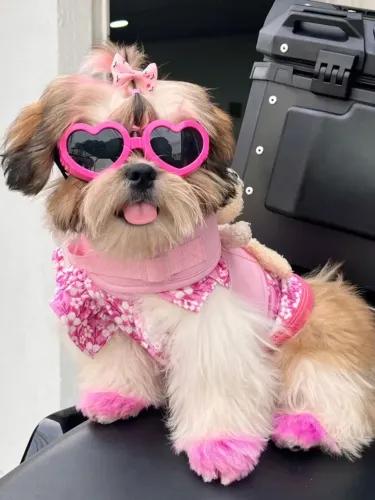 Shi Tzu com pedigree grátis lindos bebês te