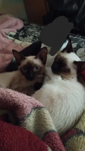 Doando Gatinhas Femeas