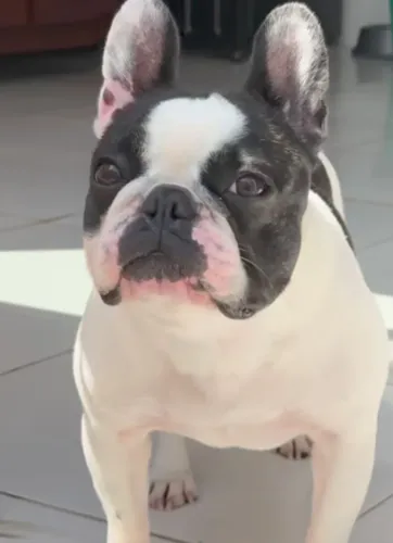 Bulldog francês fêmea