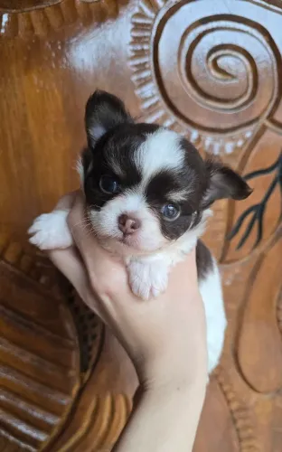 Chihuahua