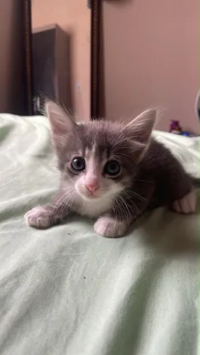 GATINHOS PARA DOAÇÃO