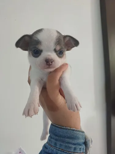 Chihuahua fêmea