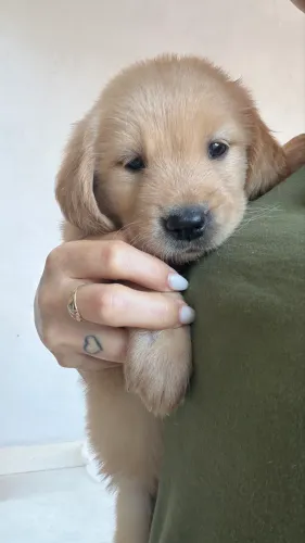 Golden 