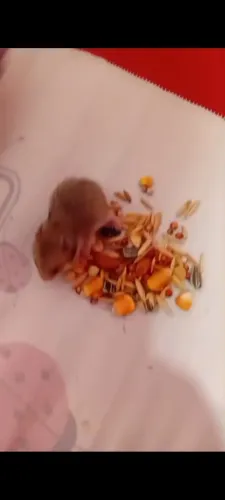 Hamister