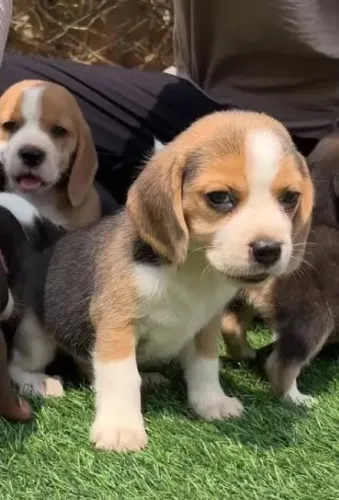 Beagle Mini Filhotes Tricolores Brincalhões. 