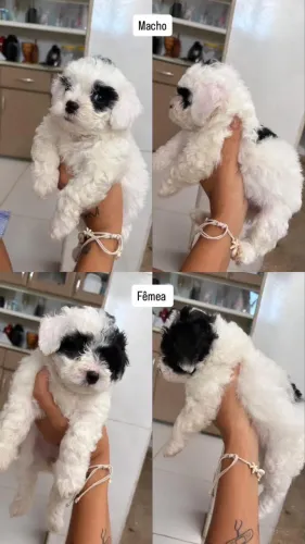 Filhote de poodle 