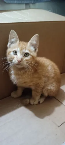Gatinho macho laranjinha para adoção responsável