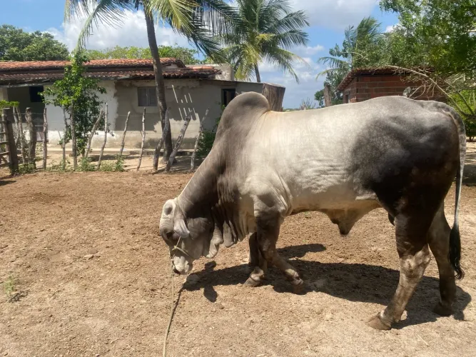 Boi manso de carroça e campinadeira, lindo demais.
