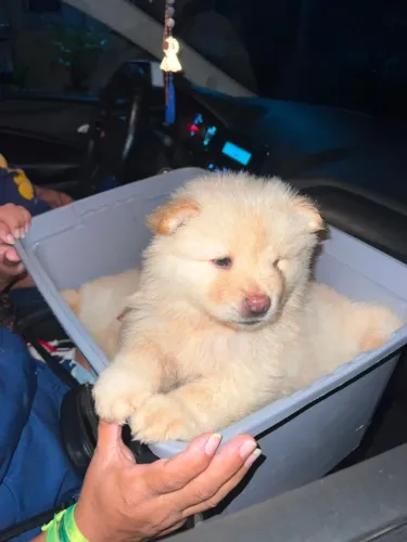 VENDA -FILHOTES DE CACHORRO CHOW CHOW MACHO BRANCO