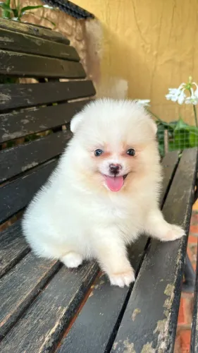 Lindos filhotes Lulu da Pomerania Anão com procedência