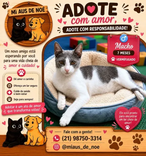 Gato para adoção 