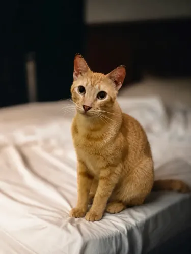 Gato pra adoção (castrado)
