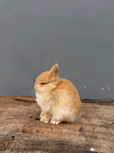 Coelho anão de netherland dwarf 