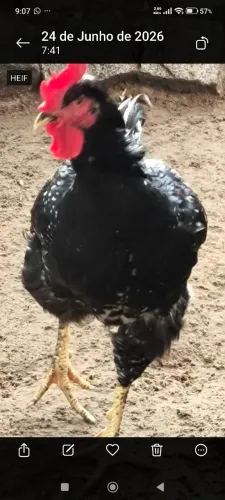 Frango gsb 