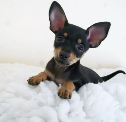 Neném Pinscher/Pincher Alerta e Protetor Macho e Fêmea Vacinados São Paulo