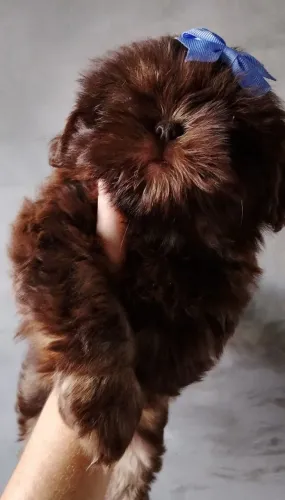 Shih Tzu 