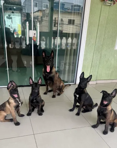 Pastor belga malinois - legítimos CBKC!!