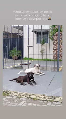 Adoção
