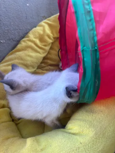 Doação gatos 