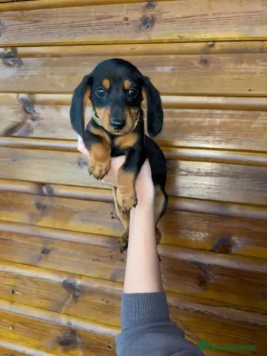Bebezinho Teckel/Dachshund/Salsicha/Salsichinha/Basset/Cofap dóceis e sociáveis