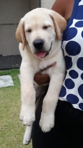 Labrador retriever lindos filhotes para entrega imediata