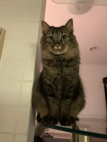 Doação de gato