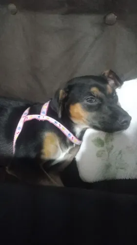 Doação, cachorra castrada