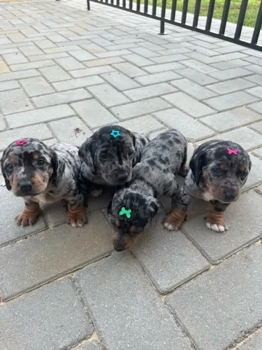 Dashchund(salsicha)Arlequim Fêmeas