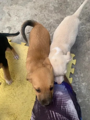 Filhotes RACIADOS PARA ADOÇÃO 