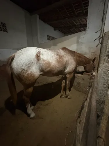 Vendo égua de esteira